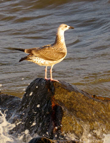 Una specie di uccello vicino a un corpo d`acqua Gabbiano №54430