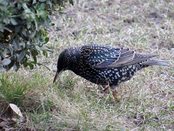  pájaro estornino que está parado en la hierba №54193