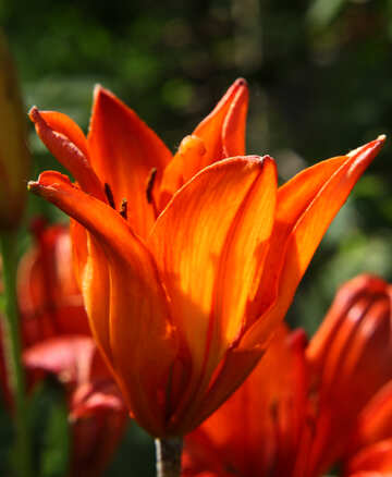 Orange red tulip flower in bloom №54407