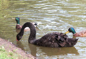 Cisne y 2 patos en el agua №54288