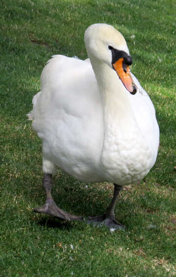 swan against grass №54223