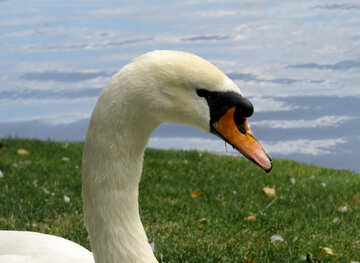 Swan bird №54228