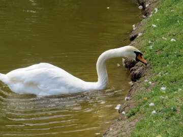 Un pato cisne en el lago №54234