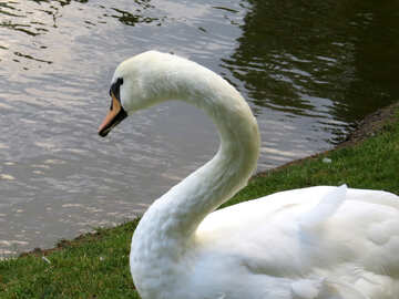 Swan looking at water lake river №54286