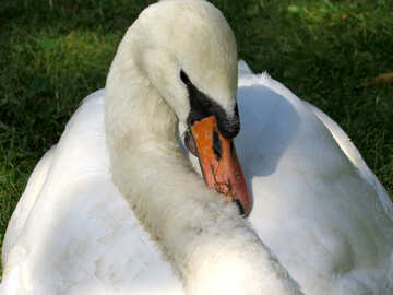 A close up of a swan next to a bird sleeping №54277