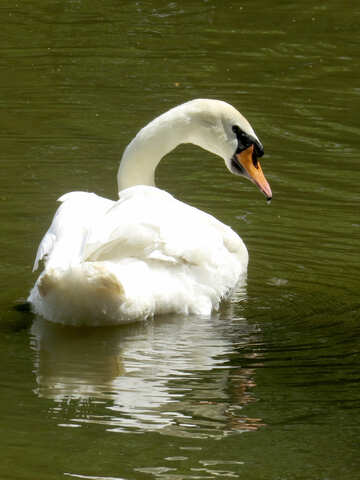 Swan on water №54357