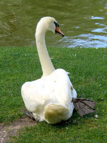 Swan №54204