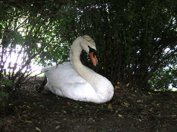 Swan under tree №54297
