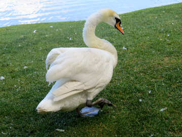Swan is walking white animal on the grass №54217