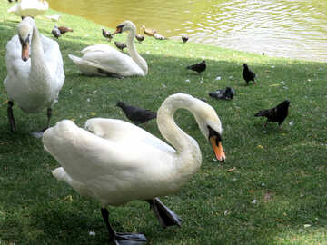 Swans by the lake with pigeons on grass №54326