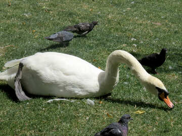 Animal swan Bird №54324