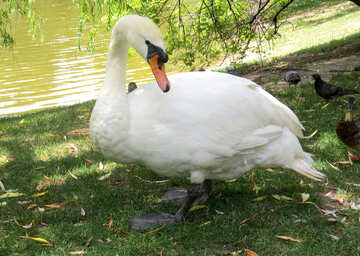 Goose swan №54306