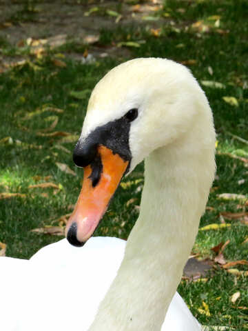 swan №54303