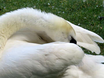 a swan cleaning it feathers white behind birds grooming №54215