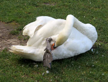 Ein Schwan putzt seine Federn White Swan Wings. №54206