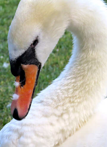 swan head №54214