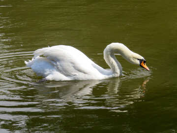 Swan nuotare nel lago №54232