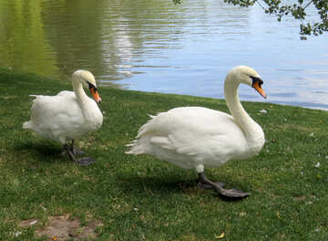 Лебеді на траві поруч із ставком №54227