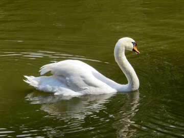 Cisne en el agua №54233