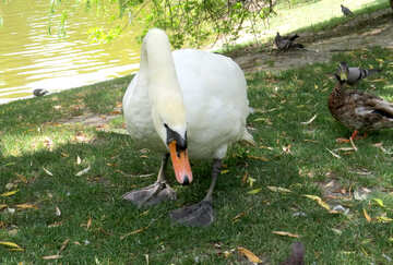 a white goose №54307