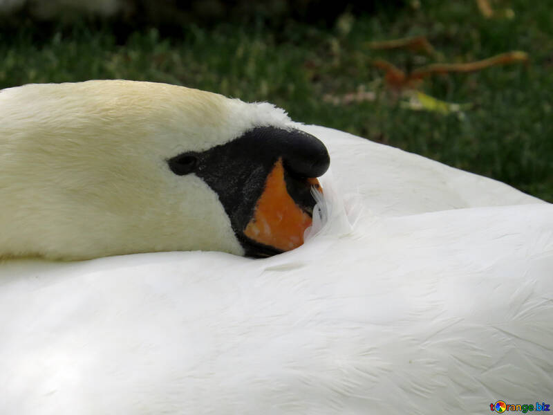 animal swan №54318