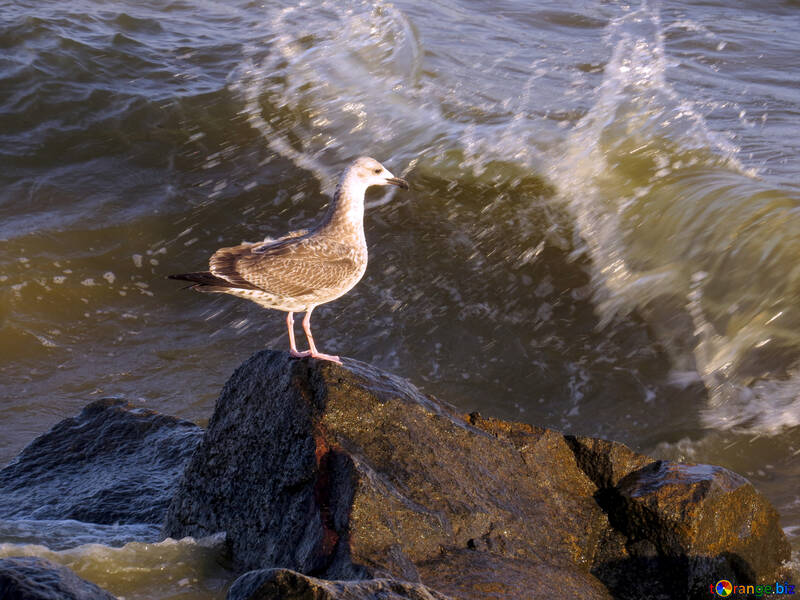 Water bird standing rock wave beach №54428