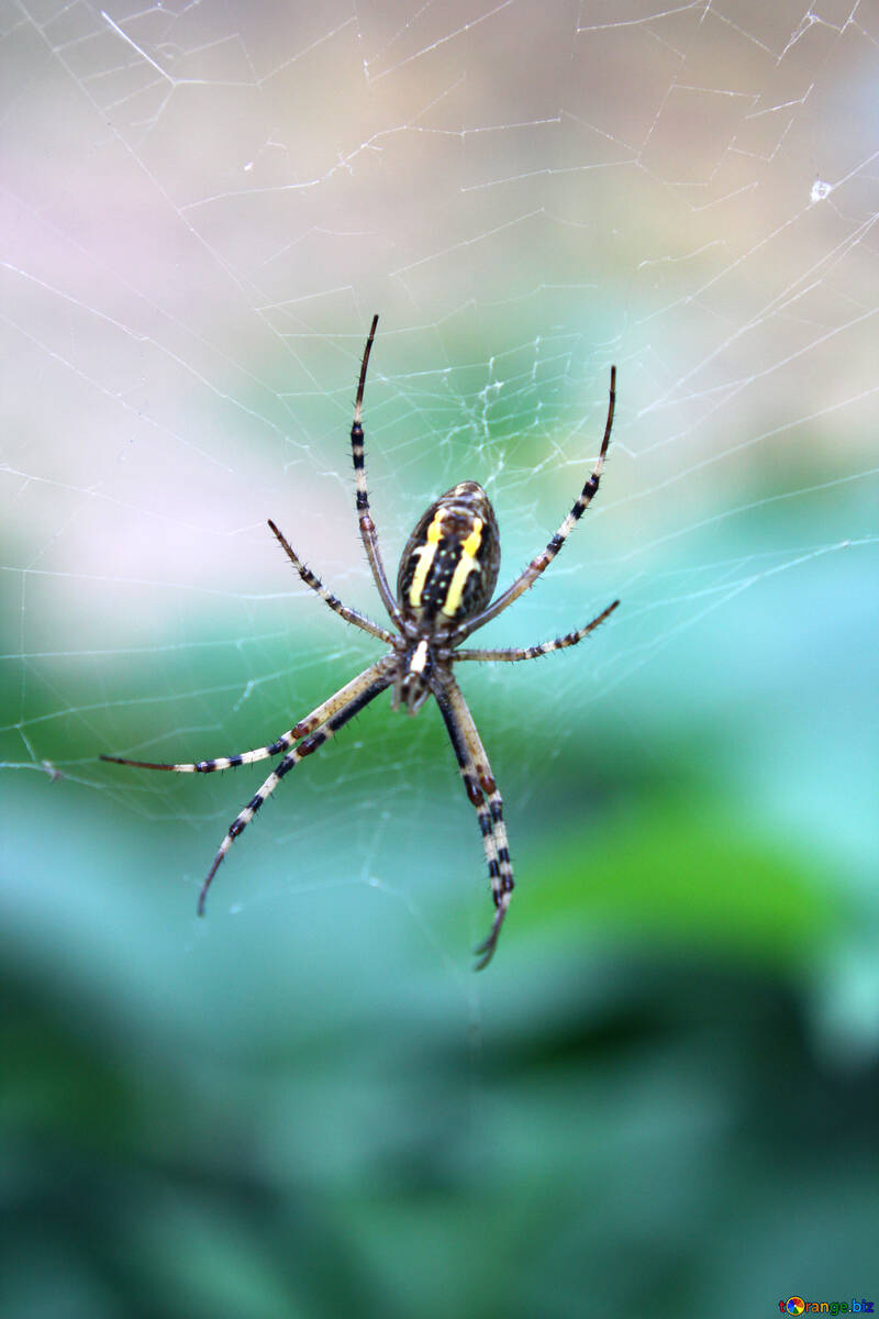 Big spider in web №54140