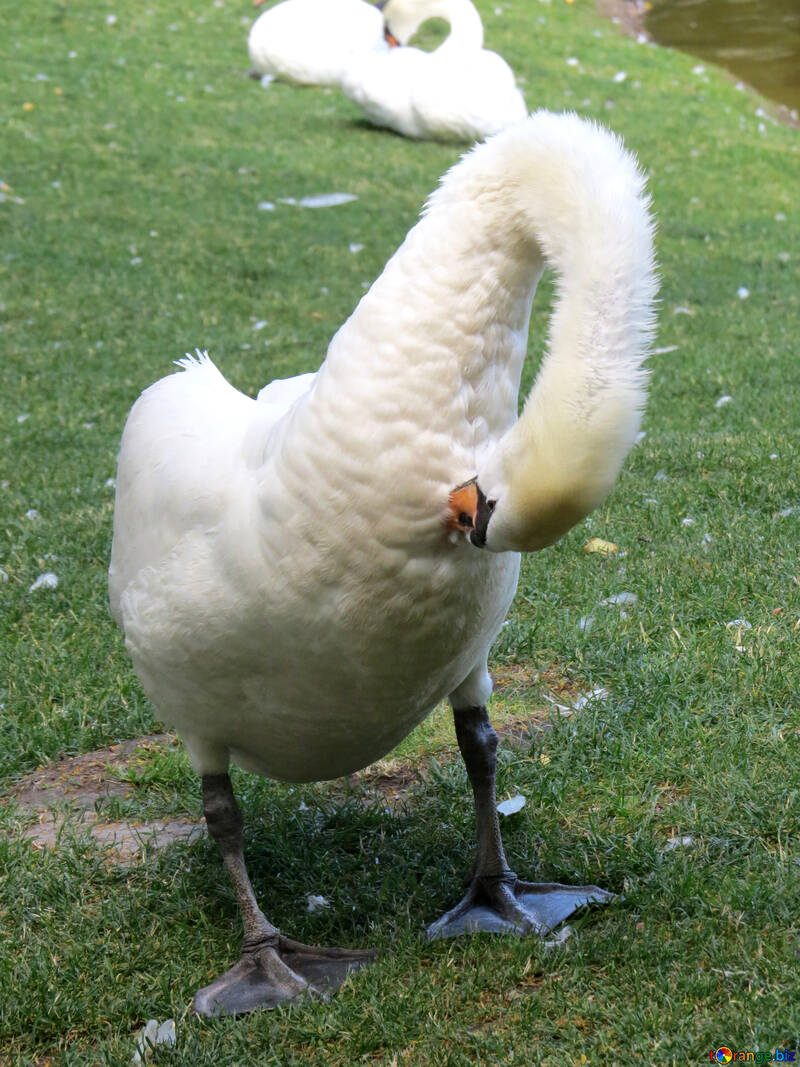 big white swan bending over №54209