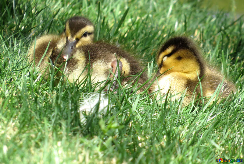 baby ducks №54345