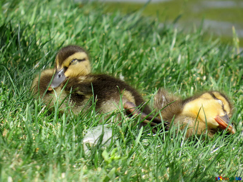 Canards de bébé dans l`herbe №54344