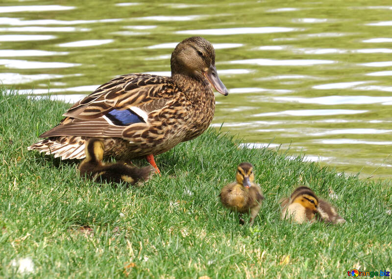Babyenten und eine Mama Ente №54331