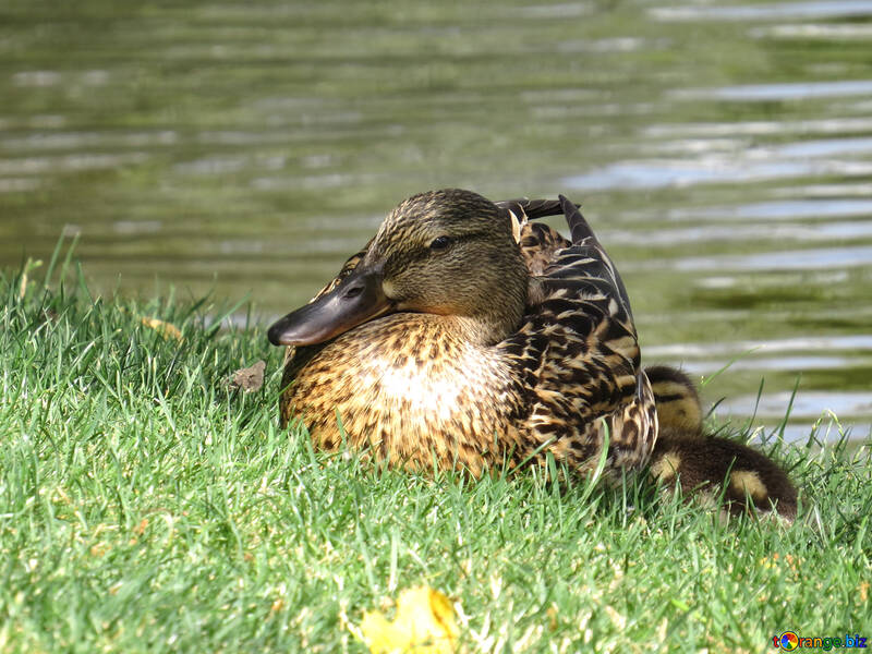 a duck №54360