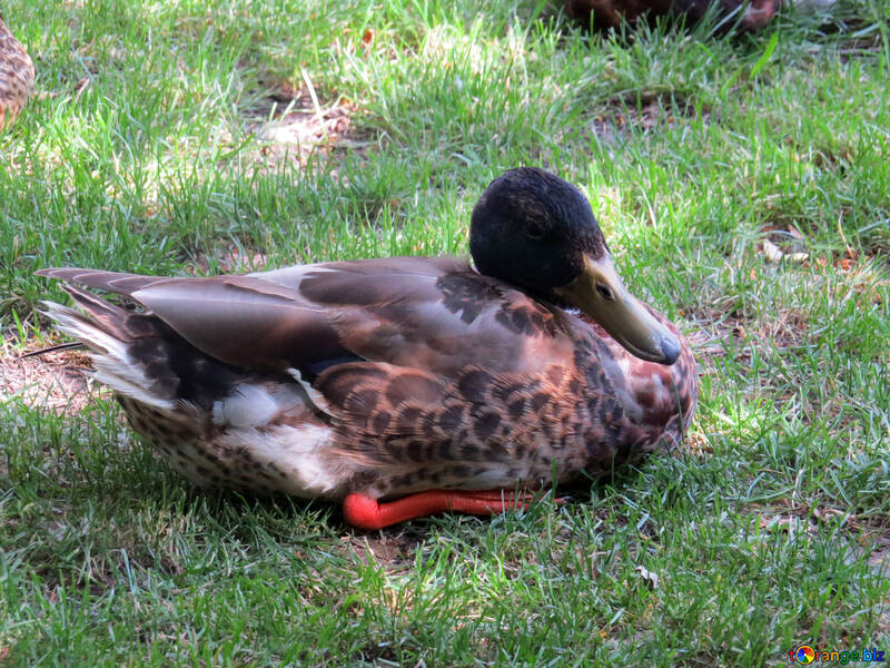 duck,backrouds №54240