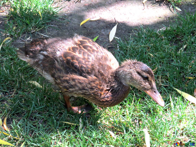 Canard à manger sur l`herbe №54274
