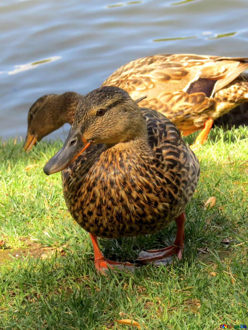 Duck face №54372