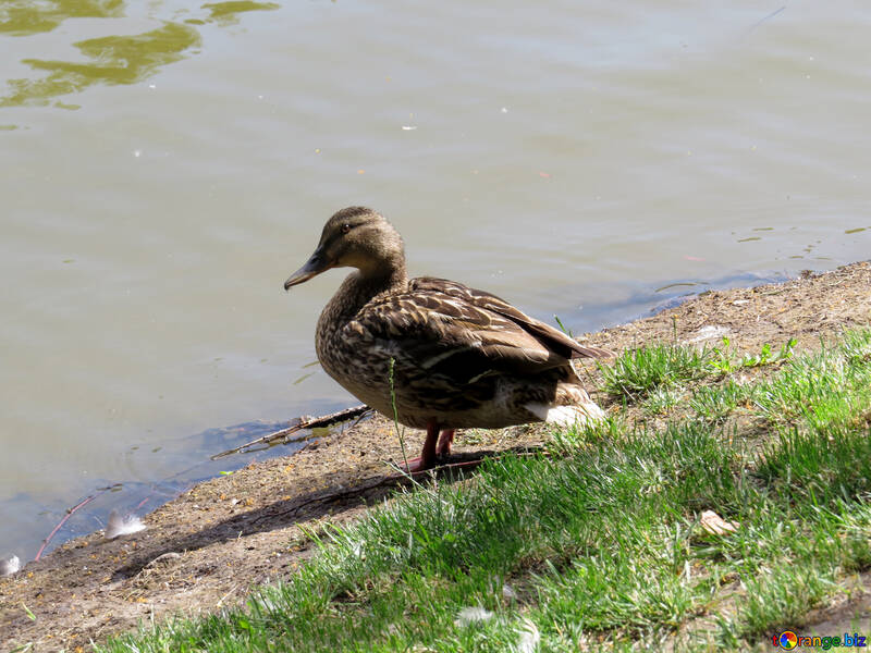 Duck next to water №54238