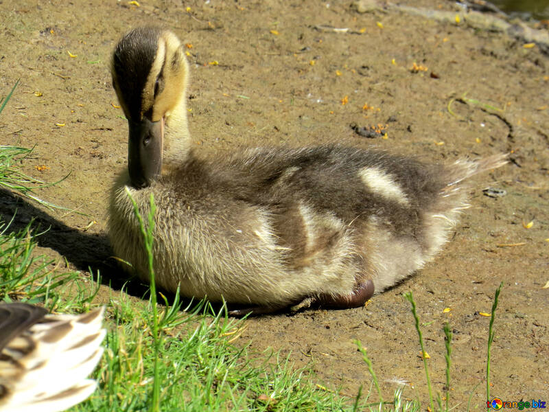 the duck is sittin №54254