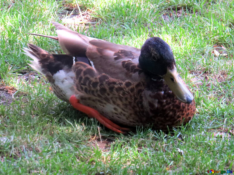 Eine Ente, die im Gras schläft №54241
