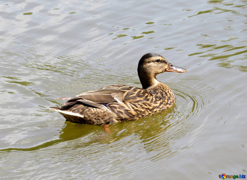 duck water №54364
