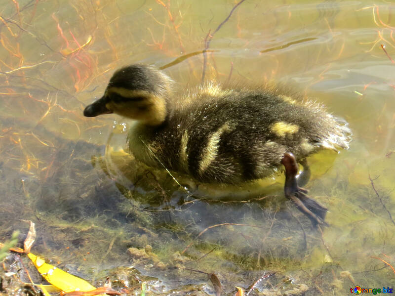 Duckling swimming  in water №54263