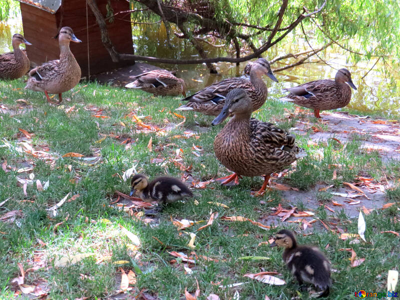 ducks in lawn river №54314
