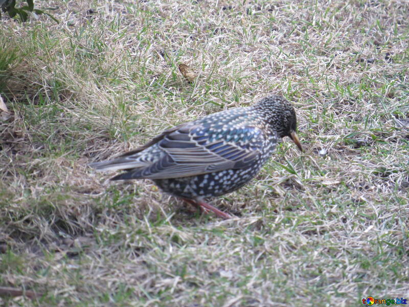 bird on the ground №54187