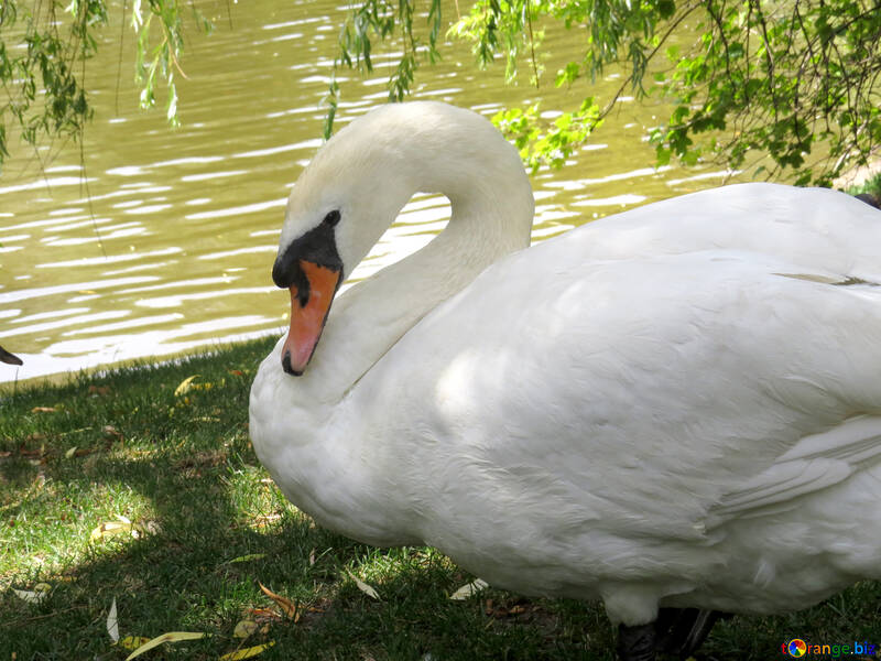 A swan by a lake. The grass that it is on is green, it is under a tree, and the lake is clear. №54304