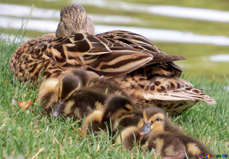 a mother duck with her ducklings laying down in the grass №54348