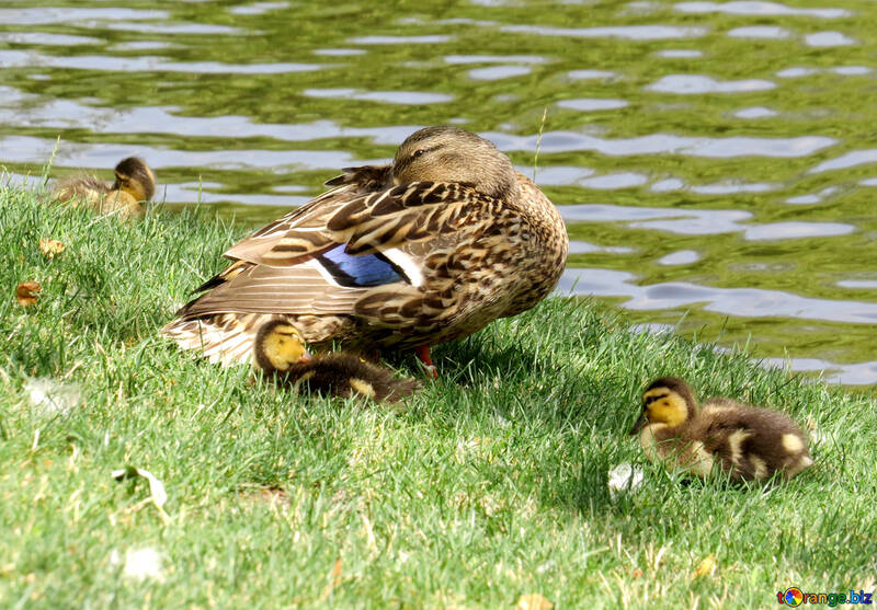 Una madre pato con tres polluelos está junto al agua. №54343