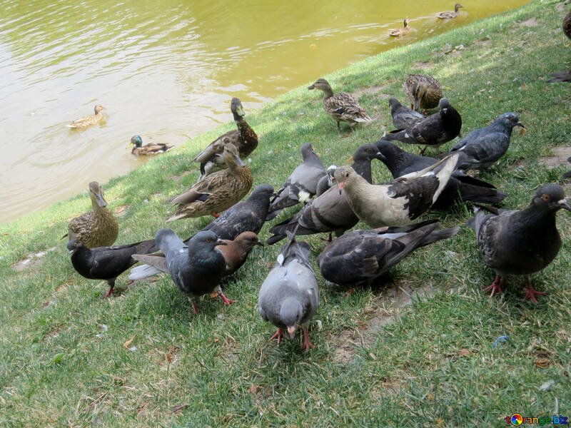 Pigeons eating near pond №54342
