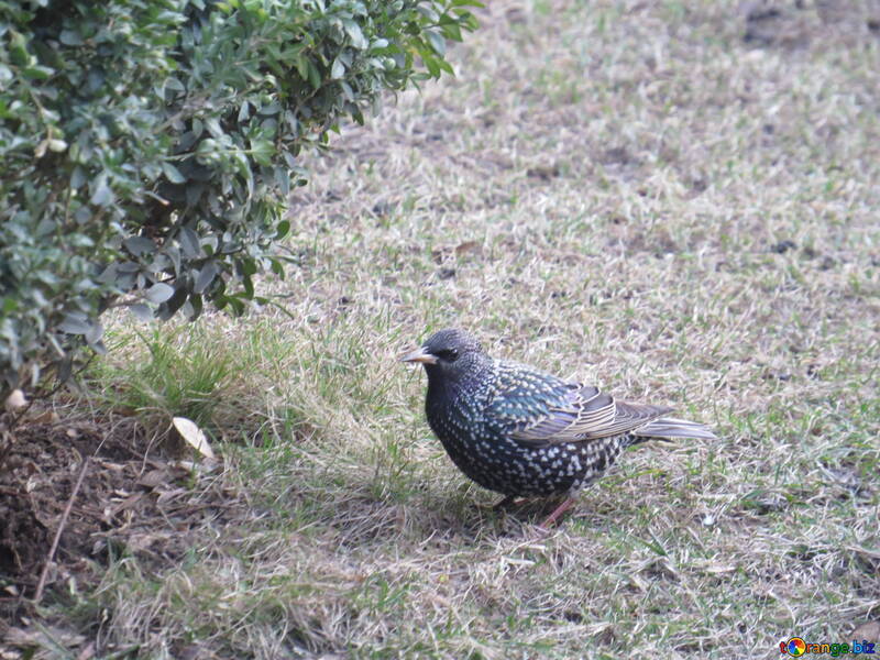 A speckled bird on the ground looking at a tree №54185