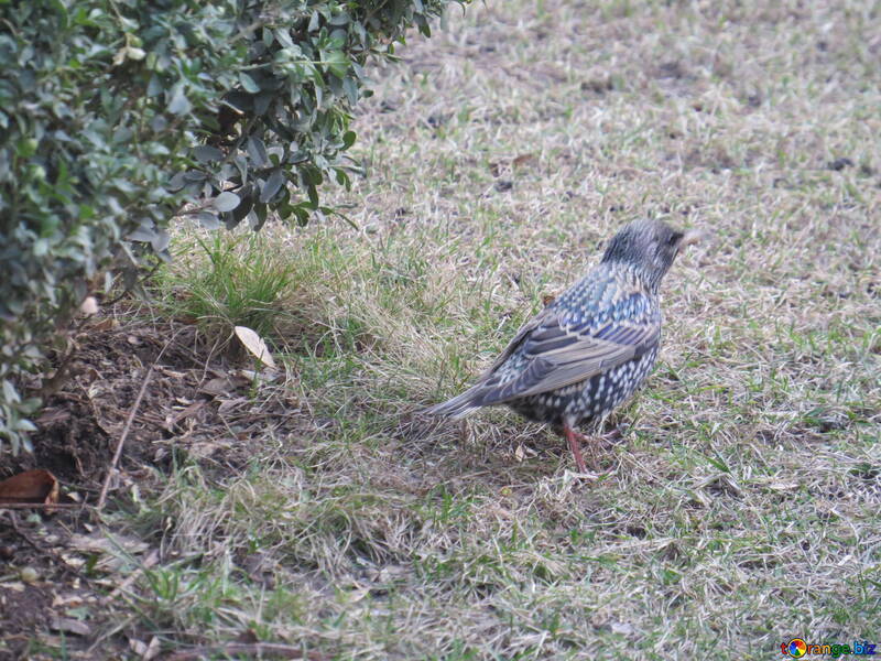 Un uccello in piedi nell`erba walikng sul terreno №54184
