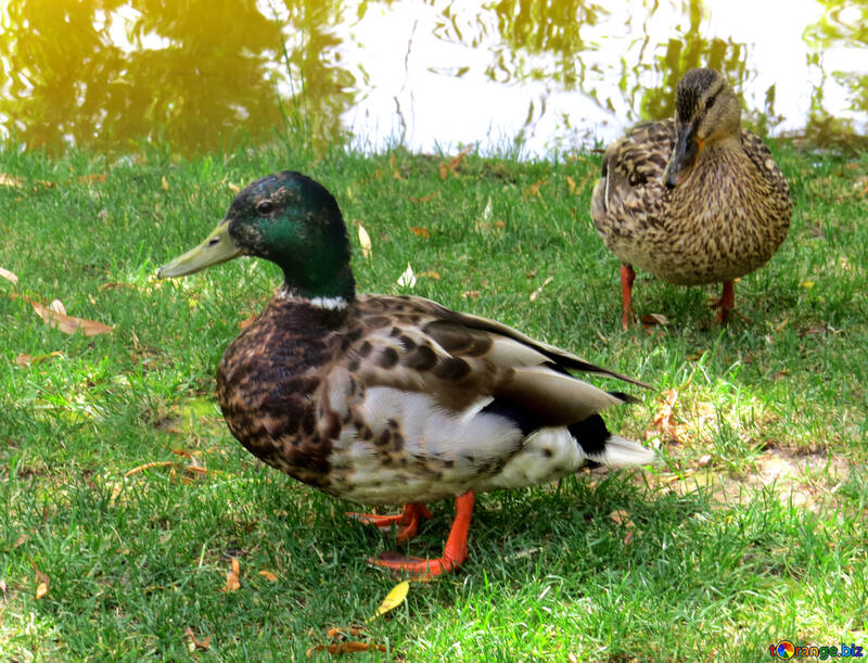 two duck at ground №54302