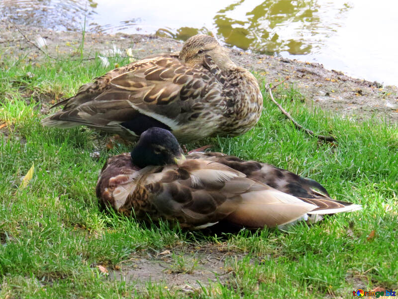 two ducks sleeping №54237